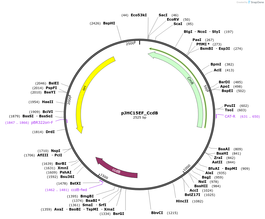 257404-plasmid-map-sequence-id-524778