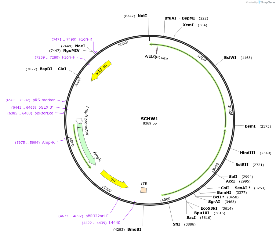 263388-plasmid-map-sequence-id-524780