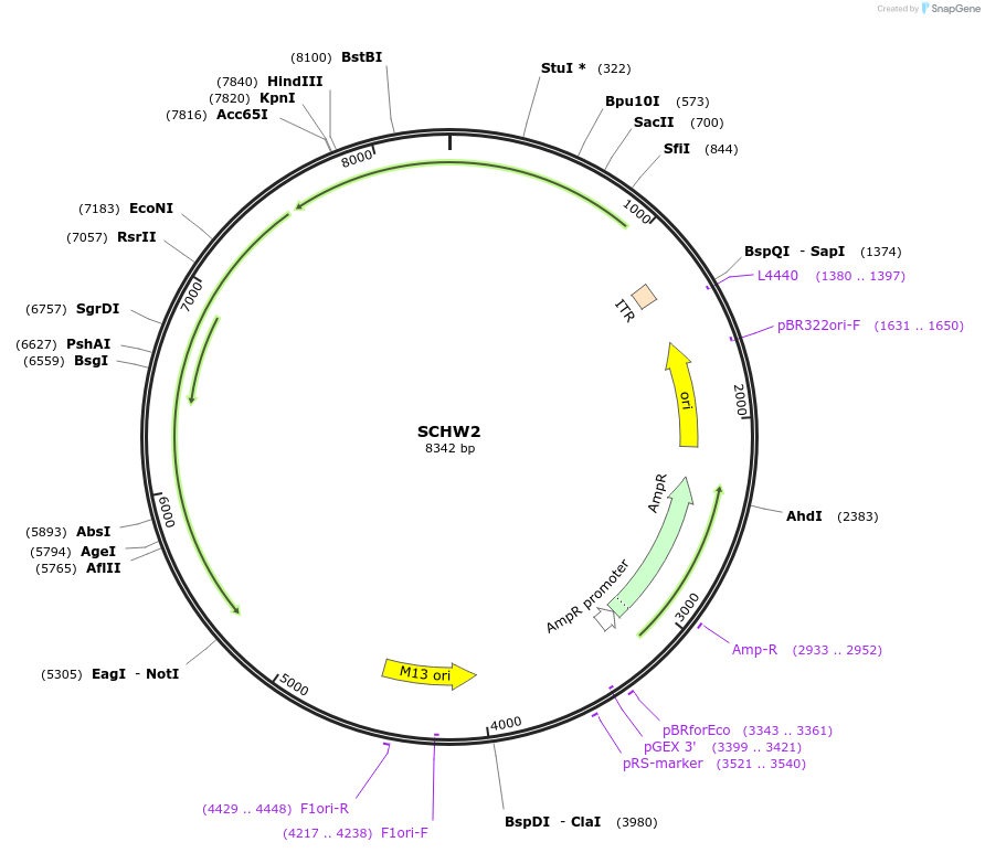 263387-plasmid-map-sequence-id-524782