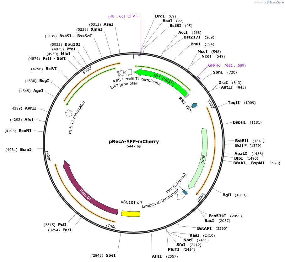 263234-plasmid-map-sequence-id-524784