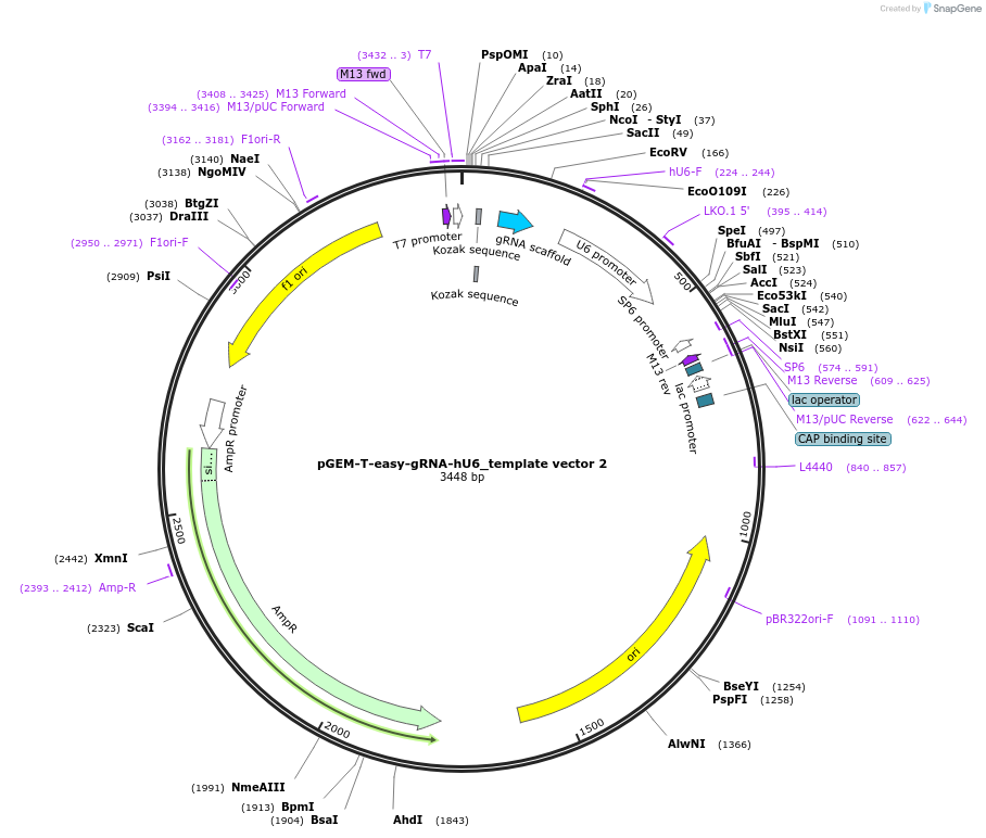 262970-plasmid-map-sequence-id-524787