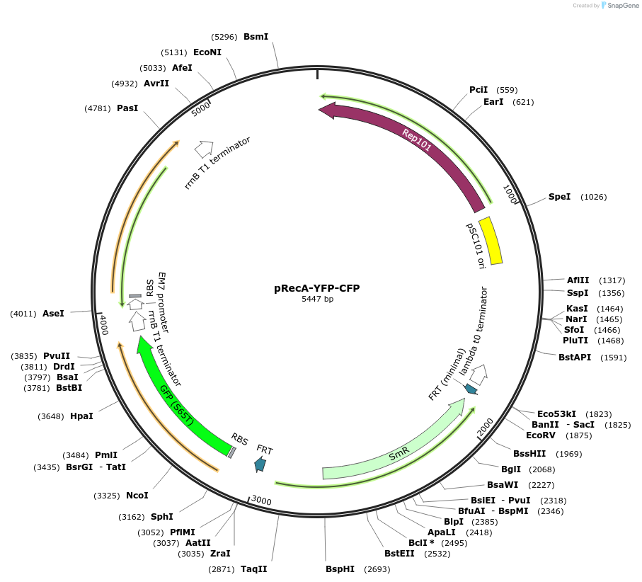 263233-plasmid-map-sequence-id-524792