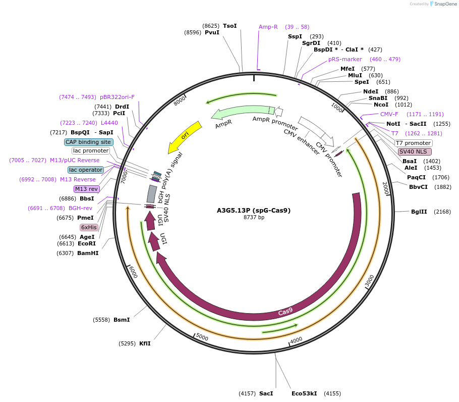 263395-plasmid-map-sequence-id-524800