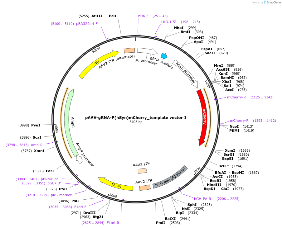 262969-plasmid-map-sequence-id-524802