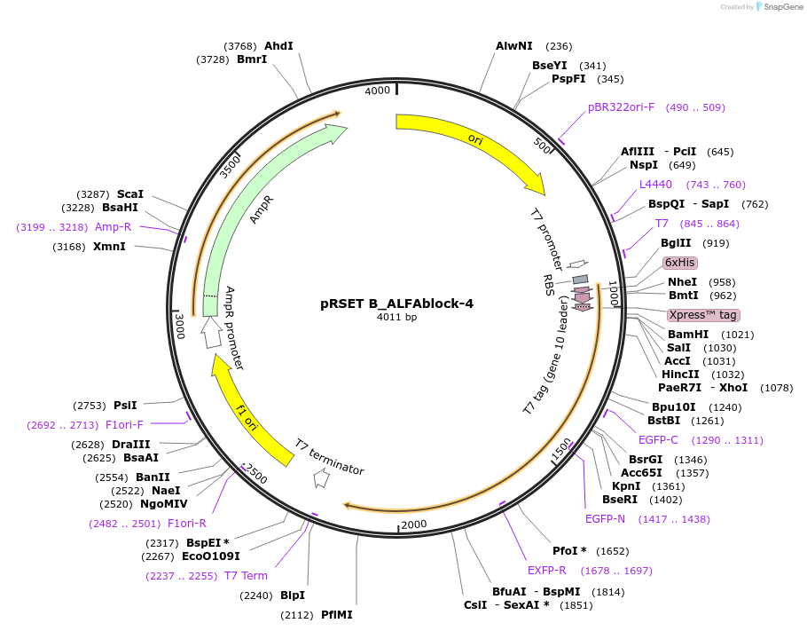 263099-plasmid-map-sequence-id-524812