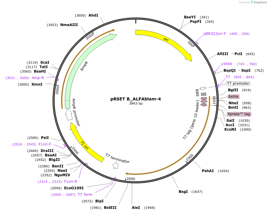 263104-plasmid-map-sequence-id-524819