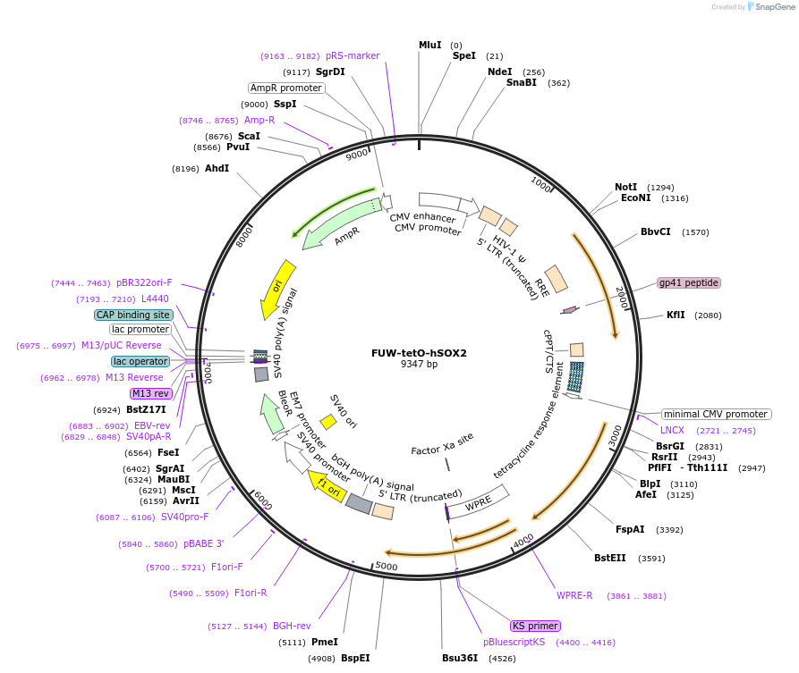 20724-plasmid-map-sequence-id-524822