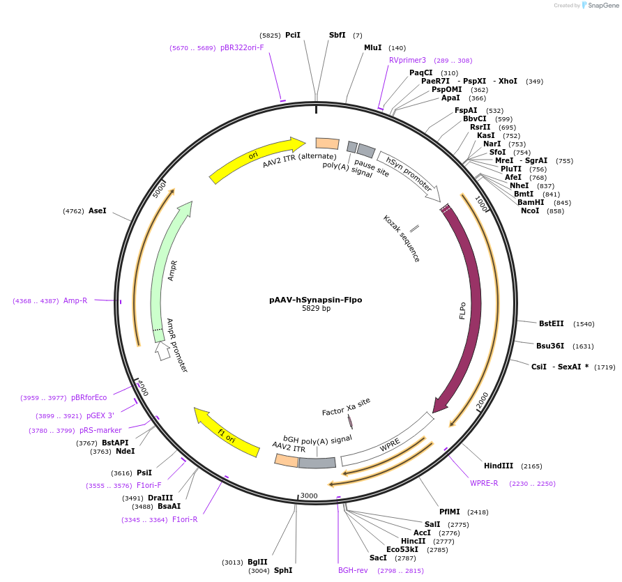 60663-plasmid-map-sequence-id-524824