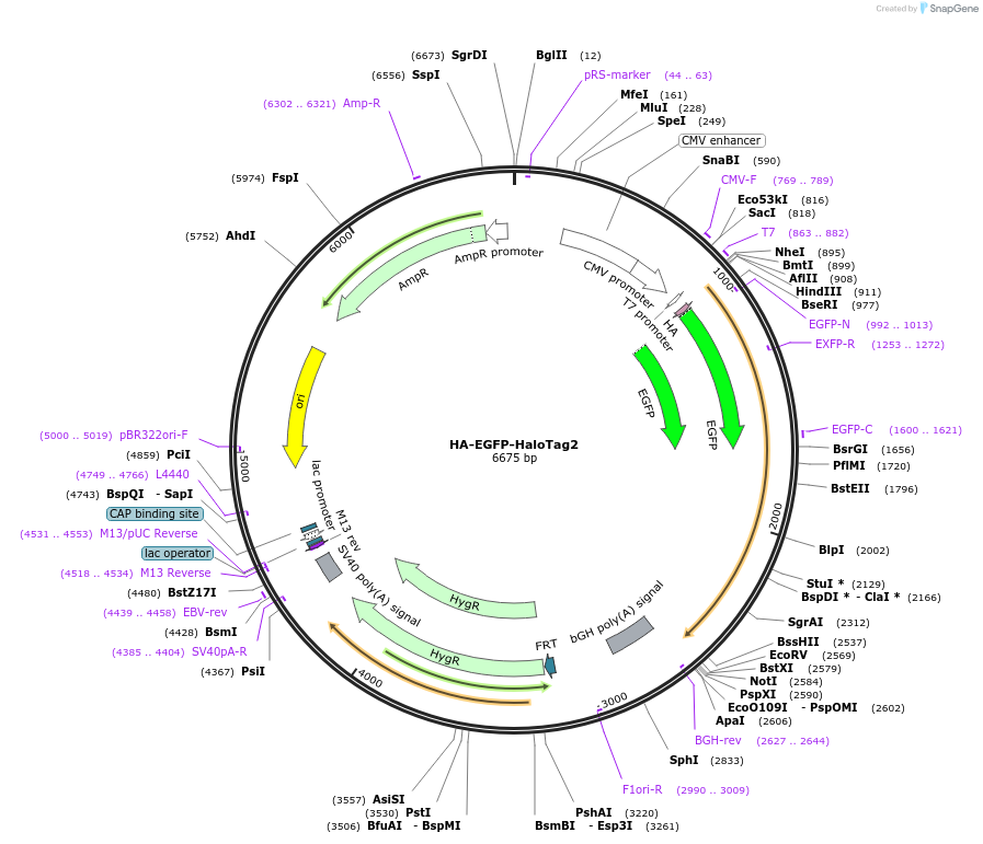 41742-plasmid-map-sequence-id-524825