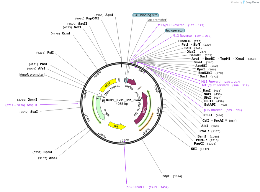 261066-plasmid-map-sequence-id-524856