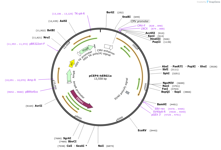 53052-plasmid-map-sequence-id-524929