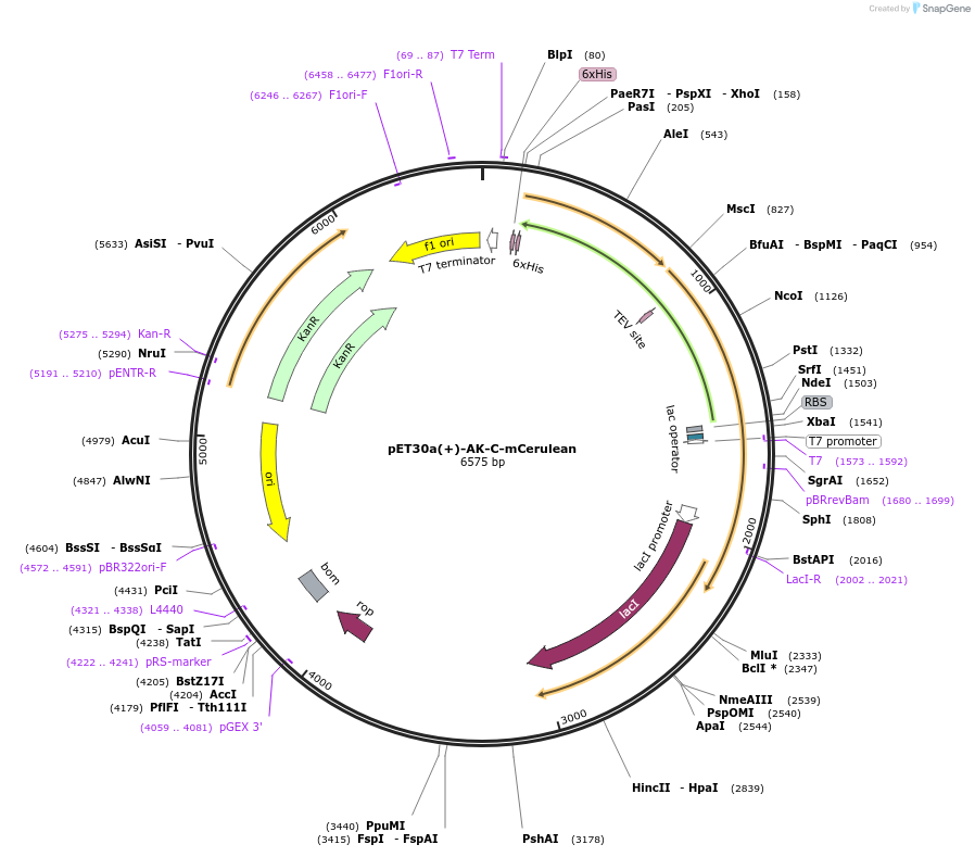 261419-plasmid-map-sequence-id-524992