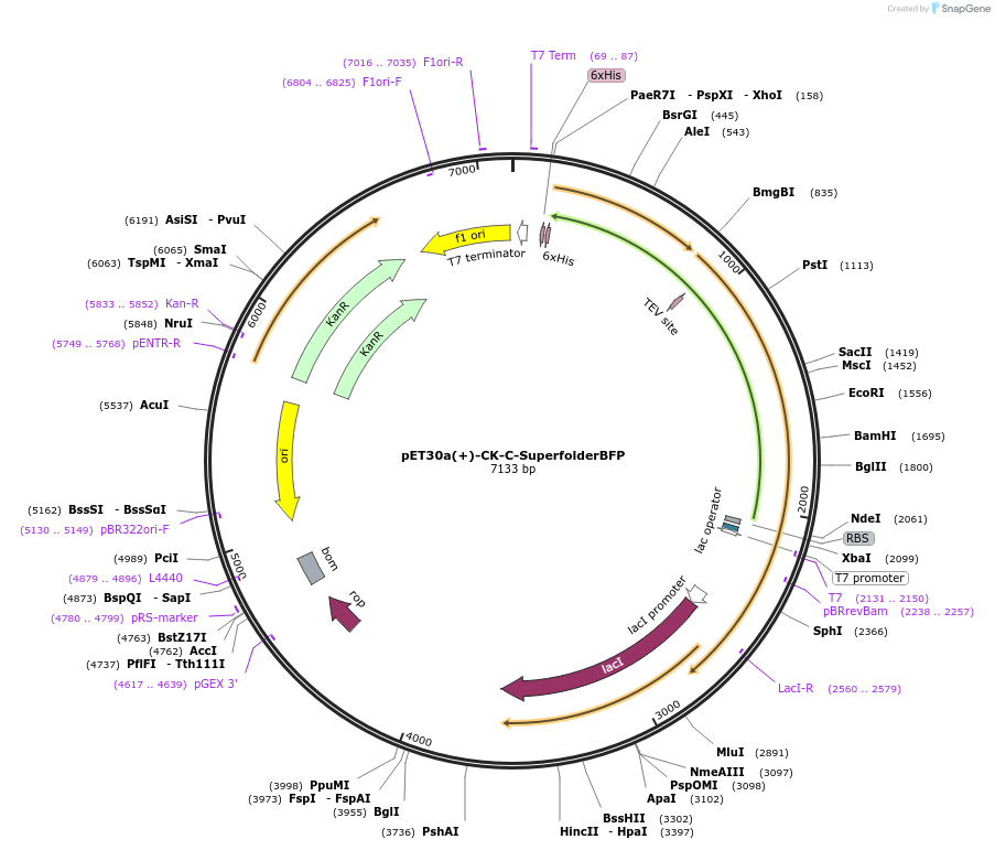 261420-plasmid-map-sequence-id-524993
