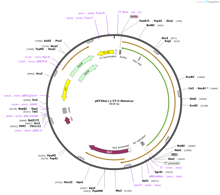 261423-plasmid-map-sequence-id-524999