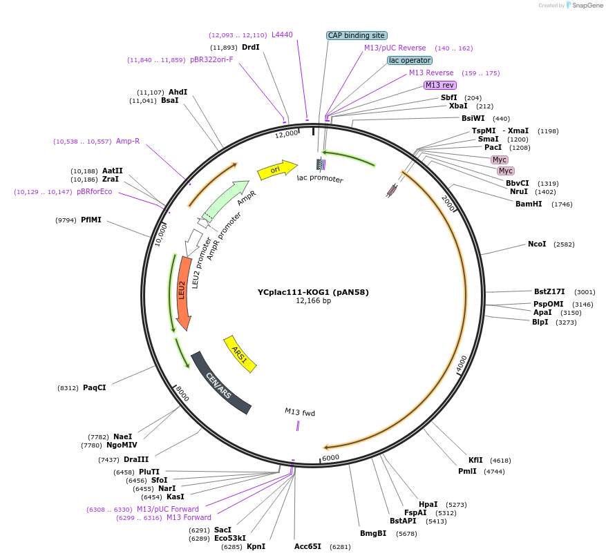 39209-plasmid-map-sequence-id-52508