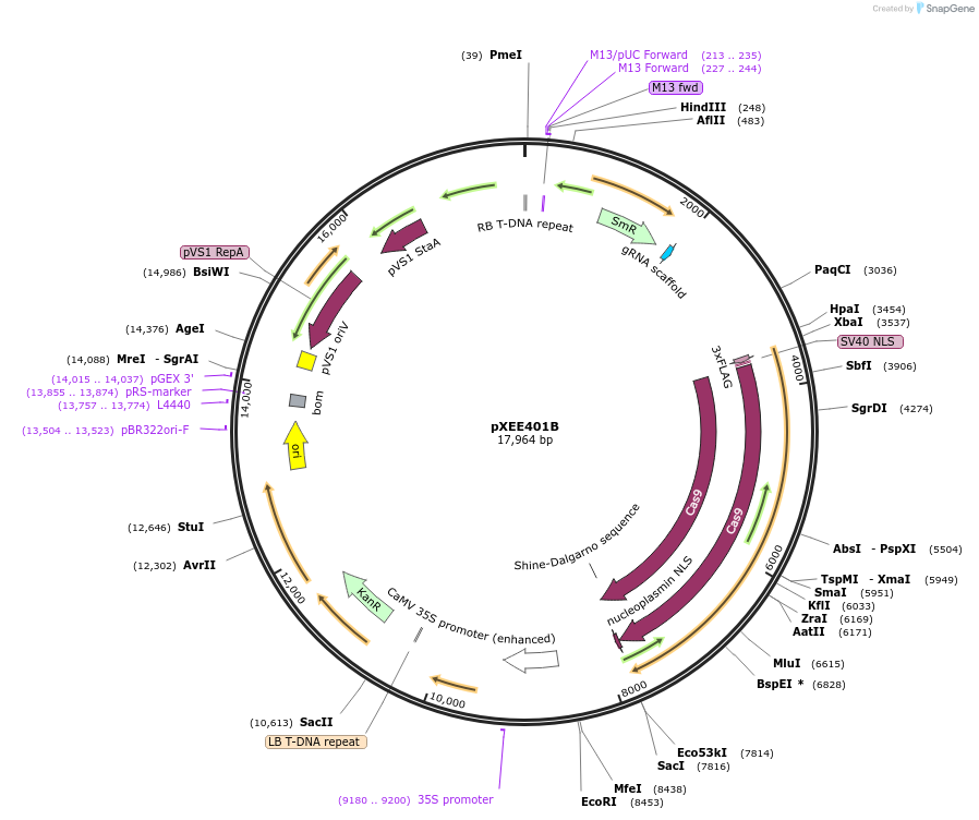 91716-plasmid-map-sequence-id-525125