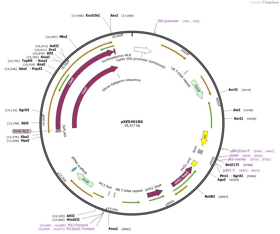 91717-plasmid-map-sequence-id-525174