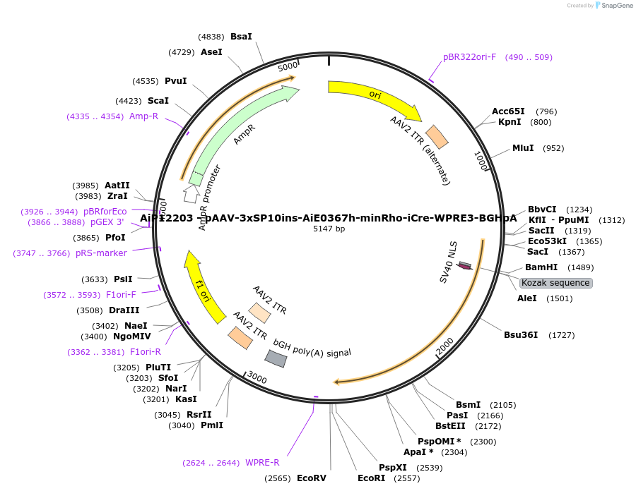 243318-plasmid-map-sequence-id-525176