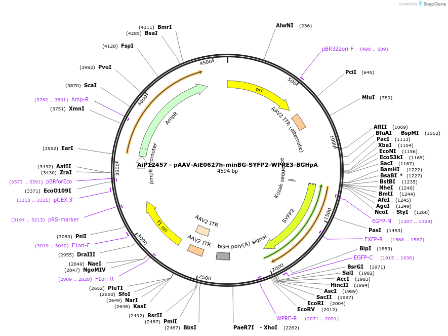 243320-plasmid-map-sequence-id-525177