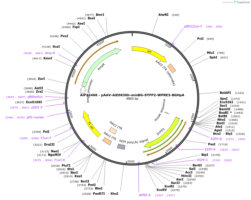 243321-plasmid-map-sequence-id-525178