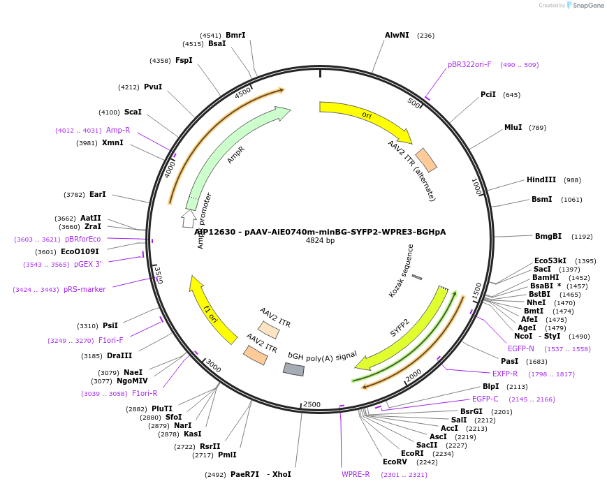 243322-plasmid-map-sequence-id-525179