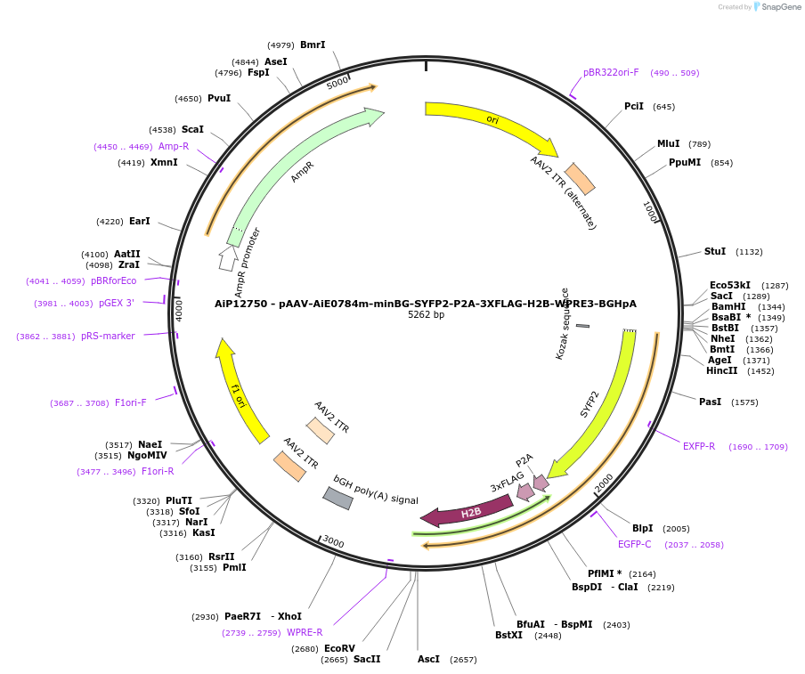 243324-plasmid-map-sequence-id-525180