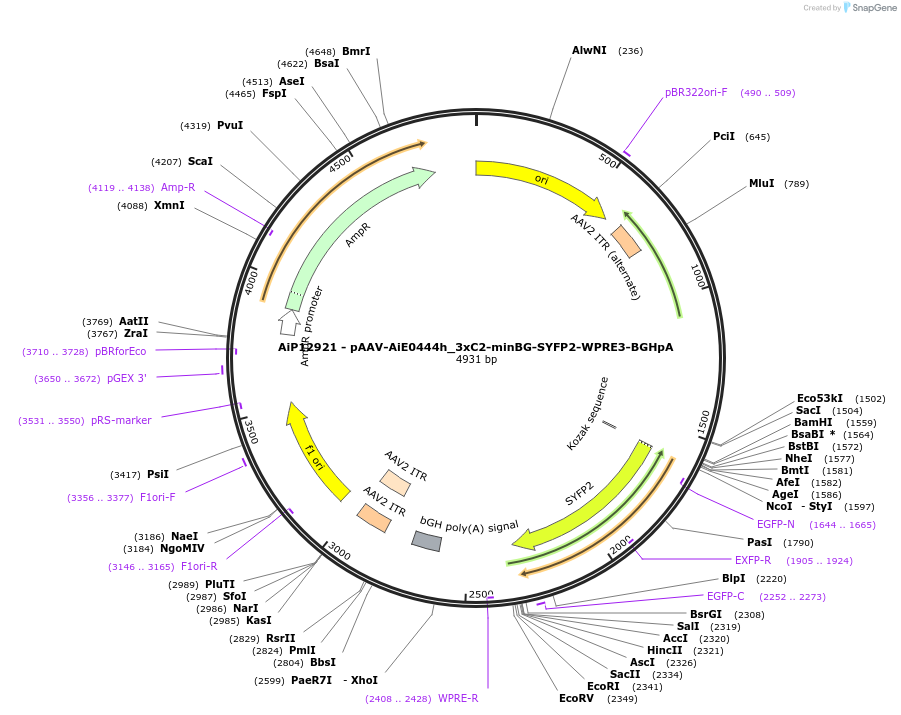 243325-plasmid-map-sequence-id-525181