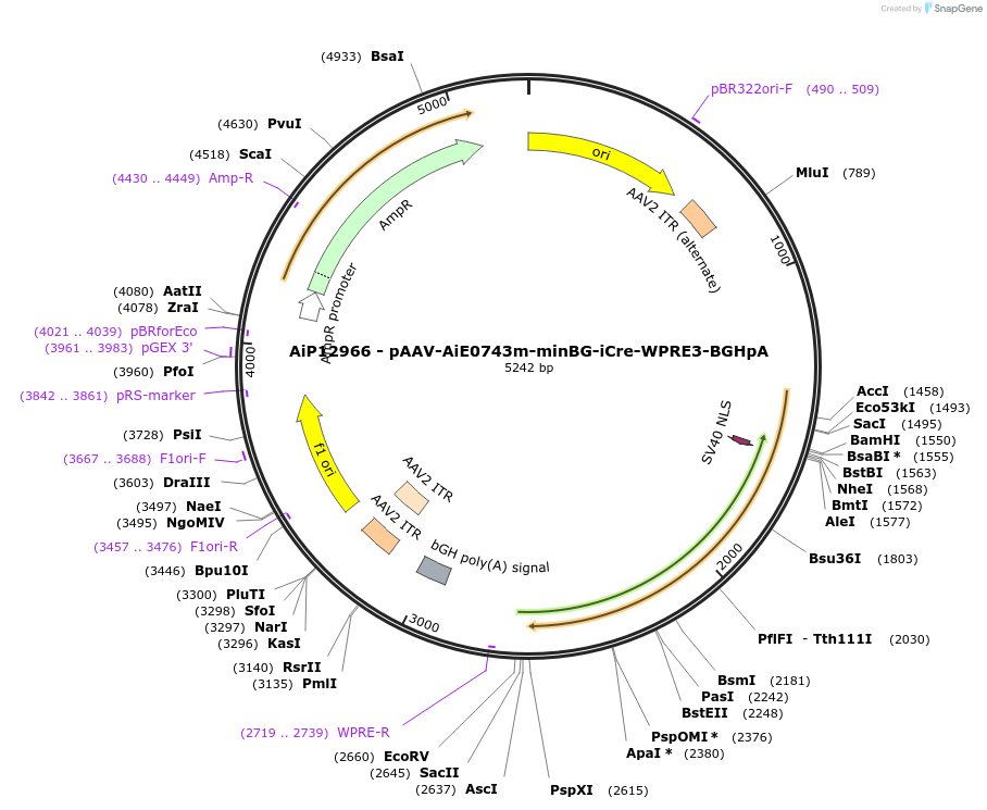 243326-plasmid-map-sequence-id-525182