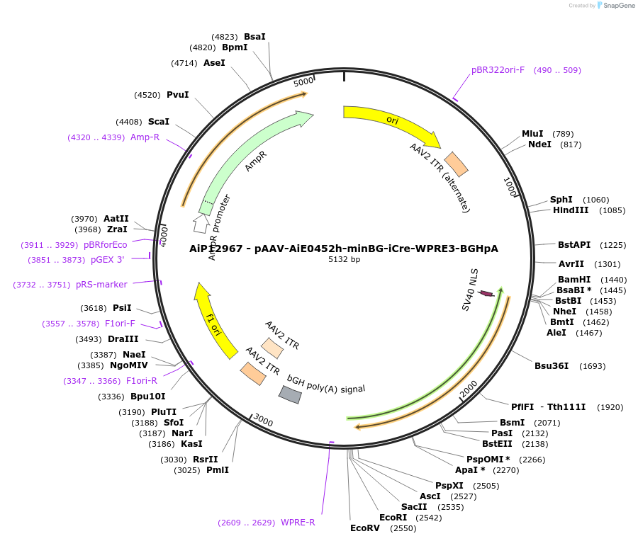 243327-plasmid-map-sequence-id-525183