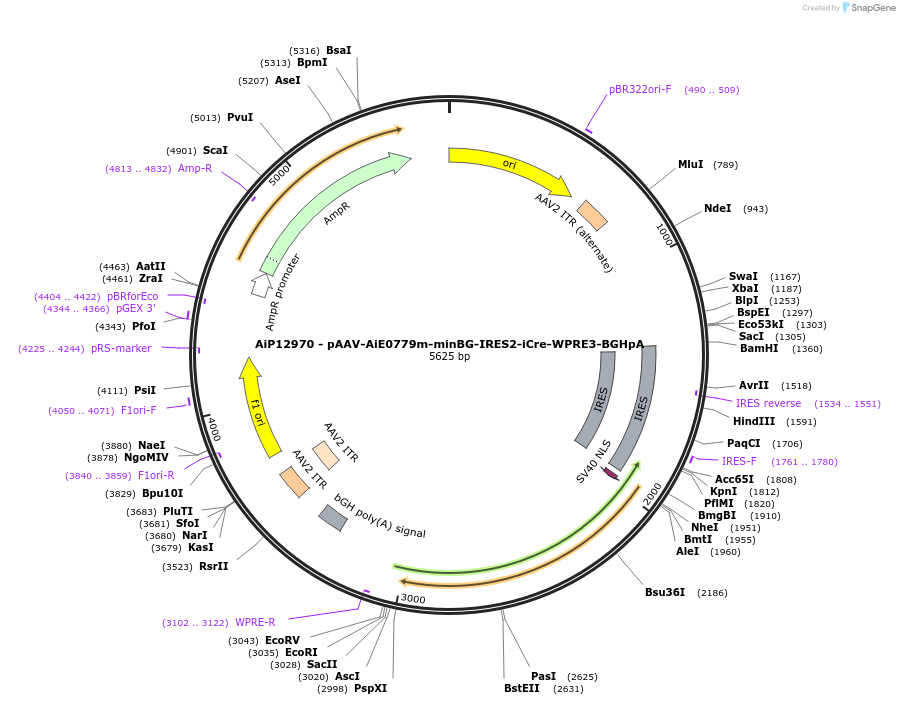 243328-plasmid-map-sequence-id-525184