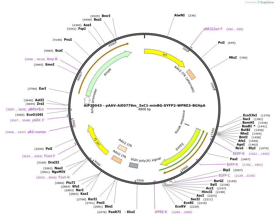 243329-plasmid-map-sequence-id-525185