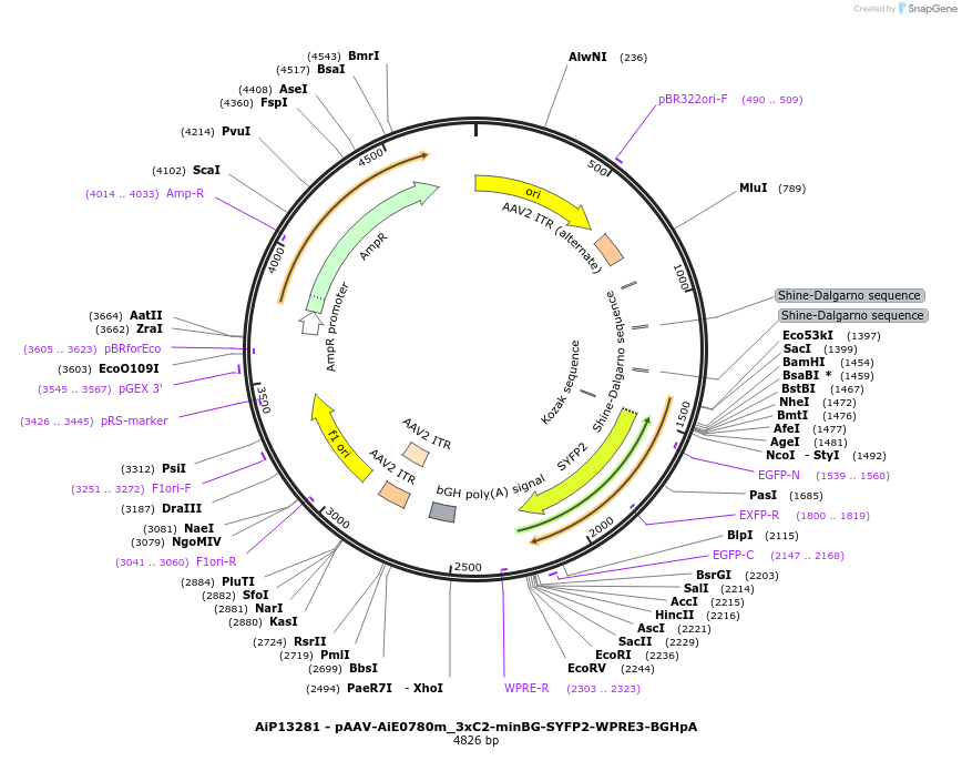 243330-plasmid-map-sequence-id-525186