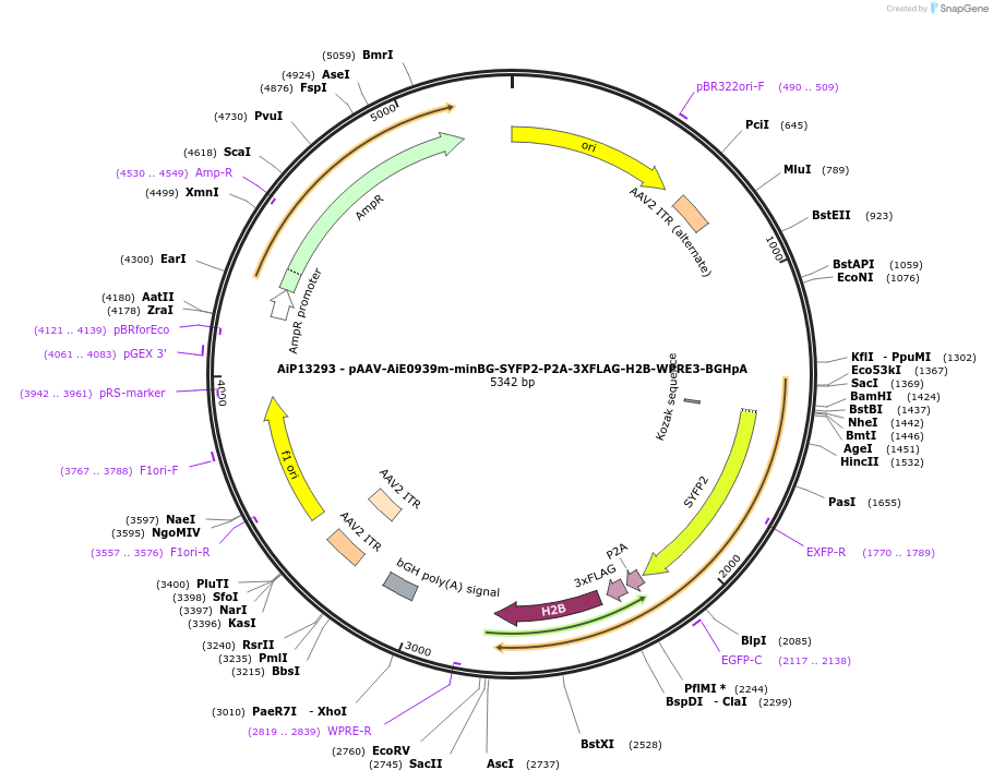 243331-plasmid-map-sequence-id-525187