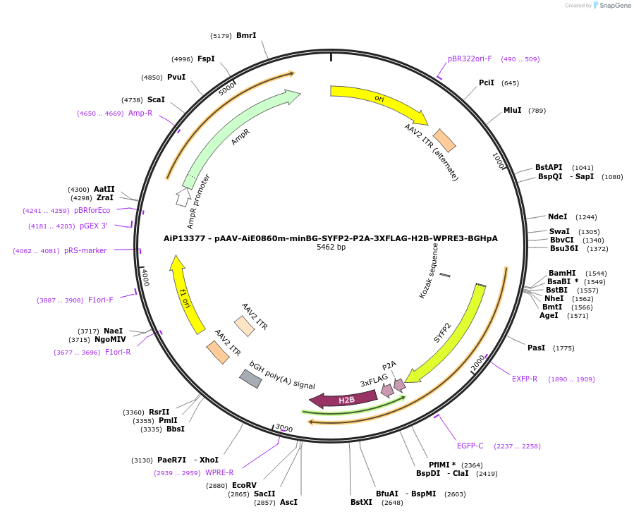 243333-plasmid-map-sequence-id-525189