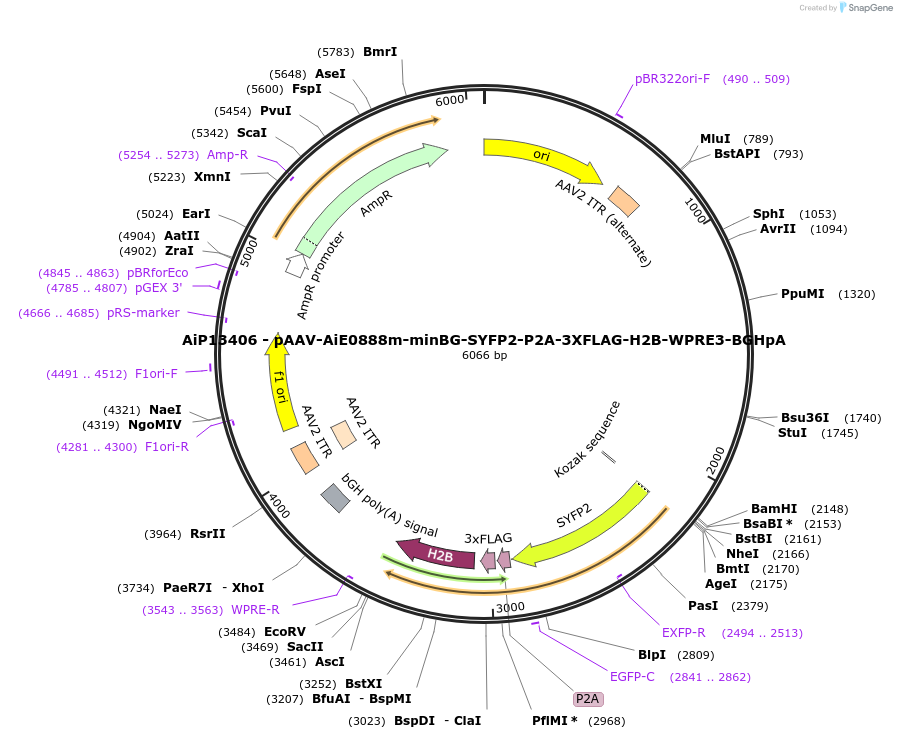 243334-plasmid-map-sequence-id-525190