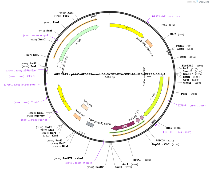 243335-plasmid-map-sequence-id-525191
