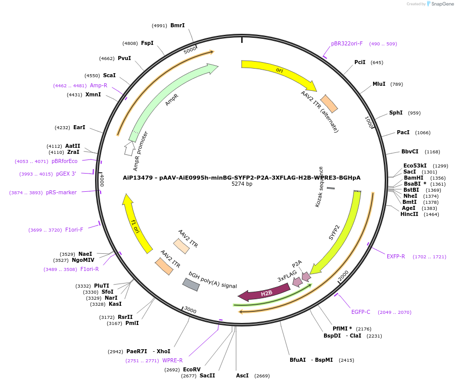 243338-plasmid-map-sequence-id-525192