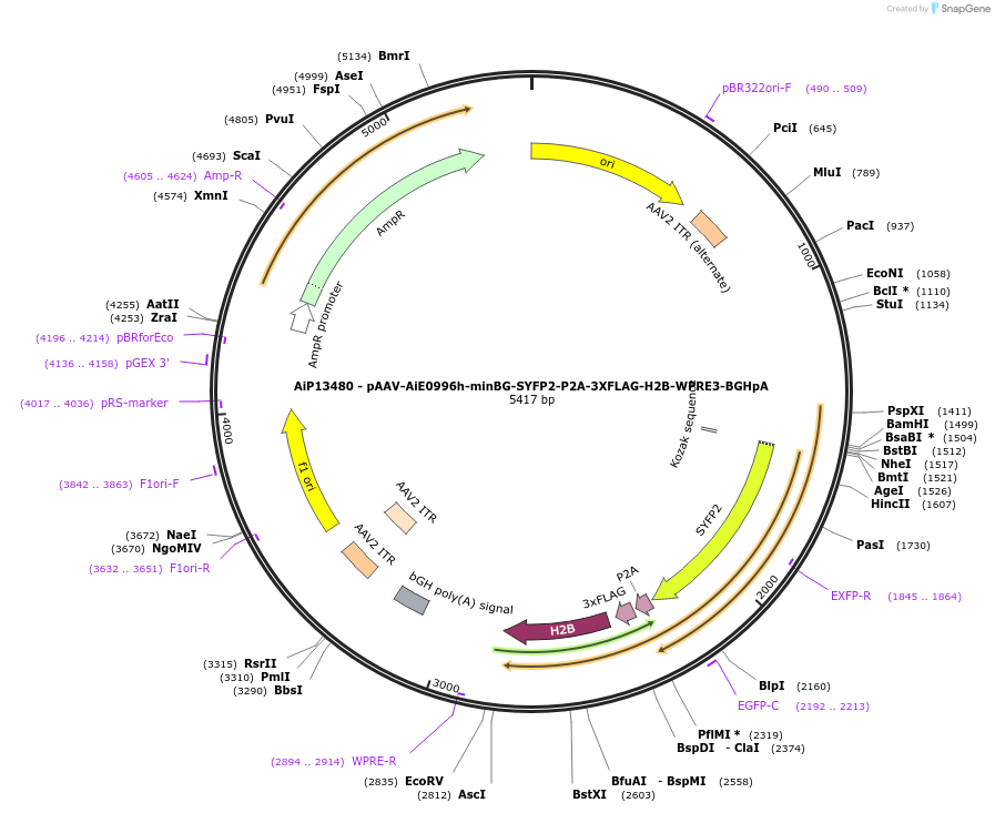 243339-plasmid-map-sequence-id-525193