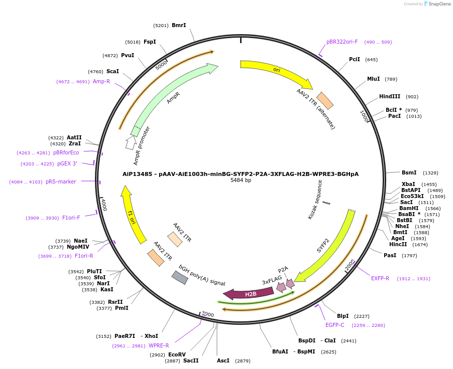 243340-plasmid-map-sequence-id-525194