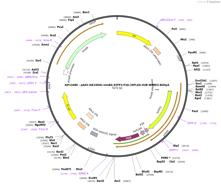 243341-plasmid-map-sequence-id-525195