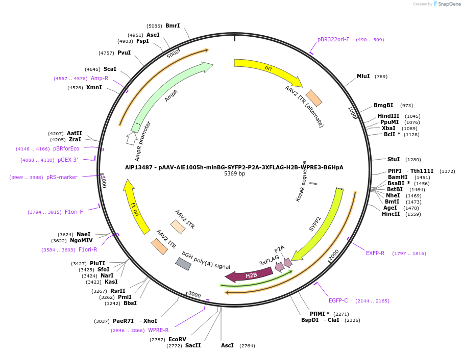 243342-plasmid-map-sequence-id-525196