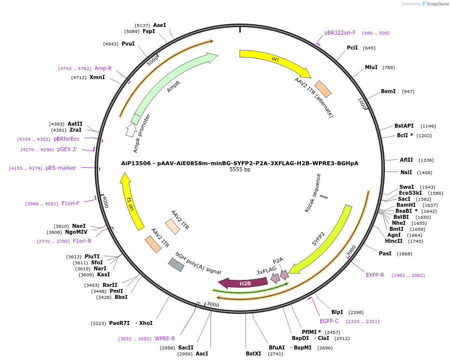 243343-plasmid-map-sequence-id-525197