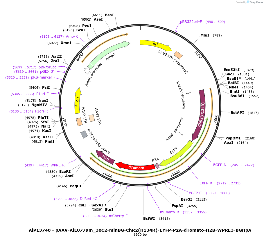 243344-plasmid-map-sequence-id-525198
