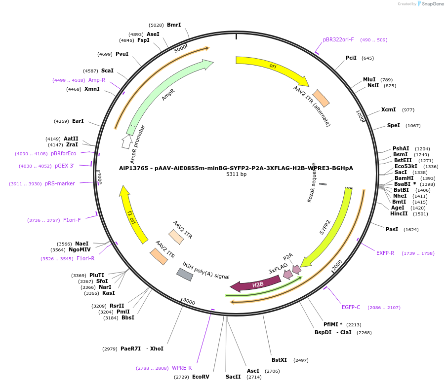 243345-plasmid-map-sequence-id-525199