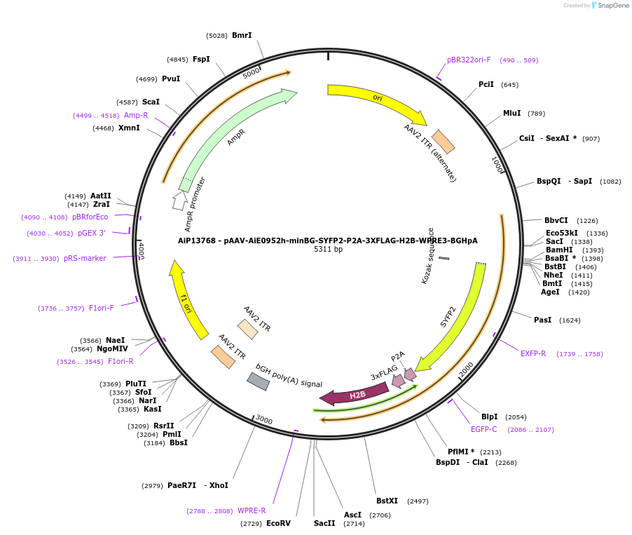 243346-plasmid-map-sequence-id-525200