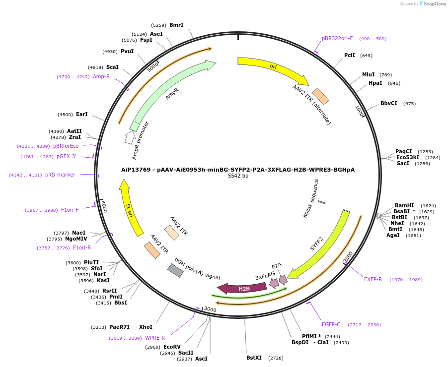243347-plasmid-map-sequence-id-525201