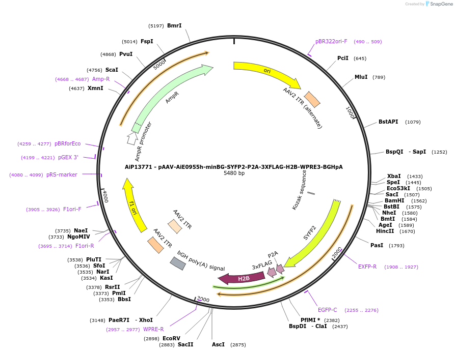 243348-plasmid-map-sequence-id-525202