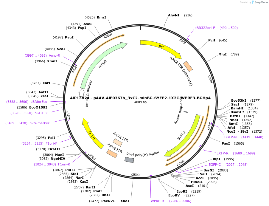 243350-plasmid-map-sequence-id-525203