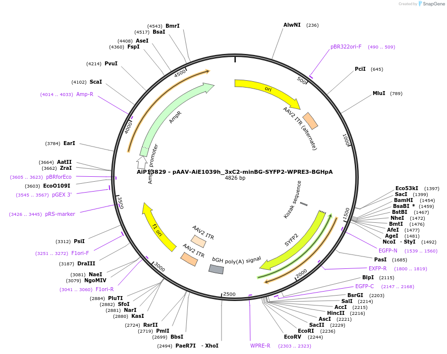 243351-plasmid-map-sequence-id-525204