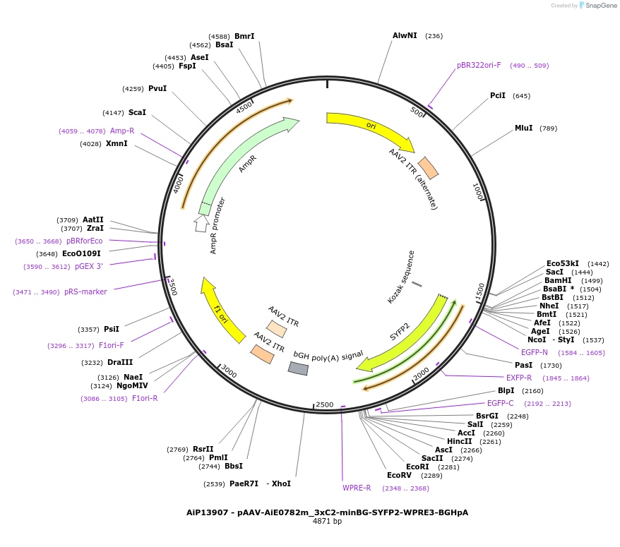 243353-plasmid-map-sequence-id-525206